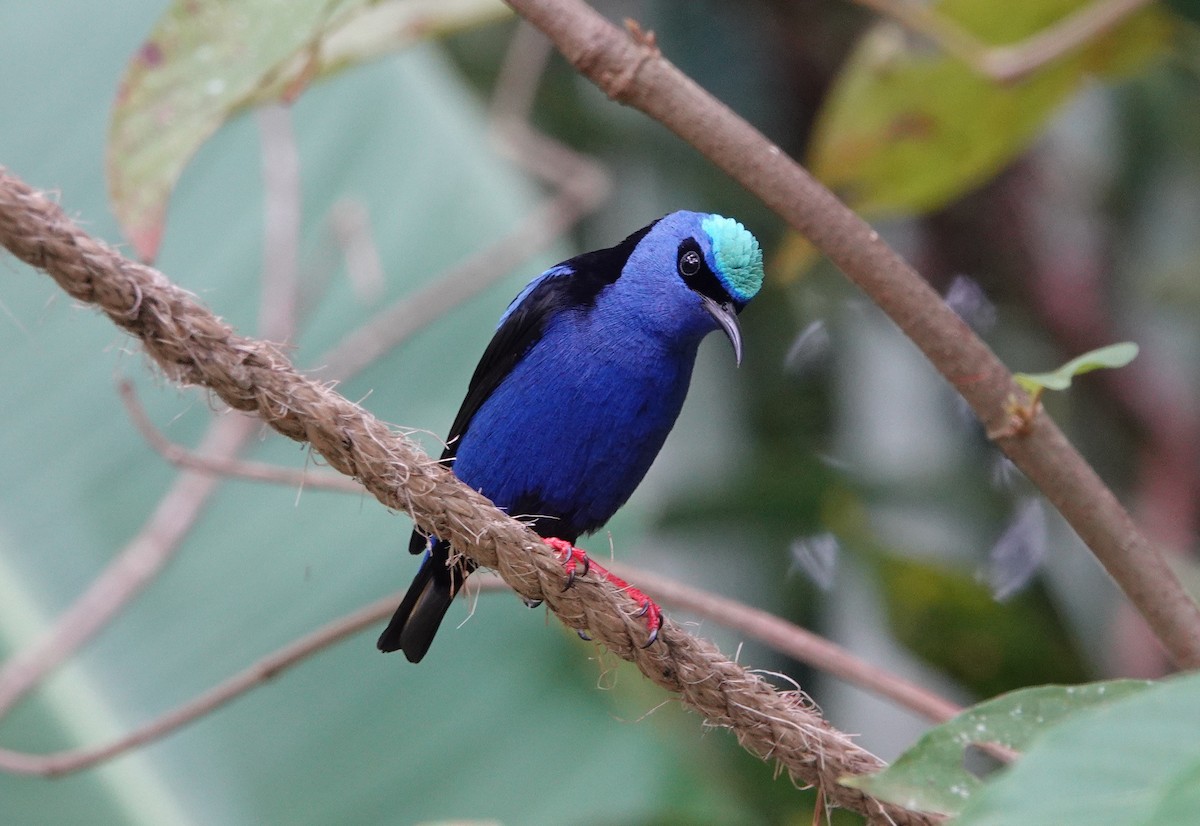 Танагра-медоїд бірюзова - ML644700614