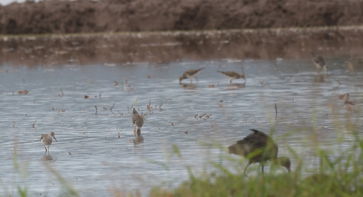 Txirri pektorala - ML644700631