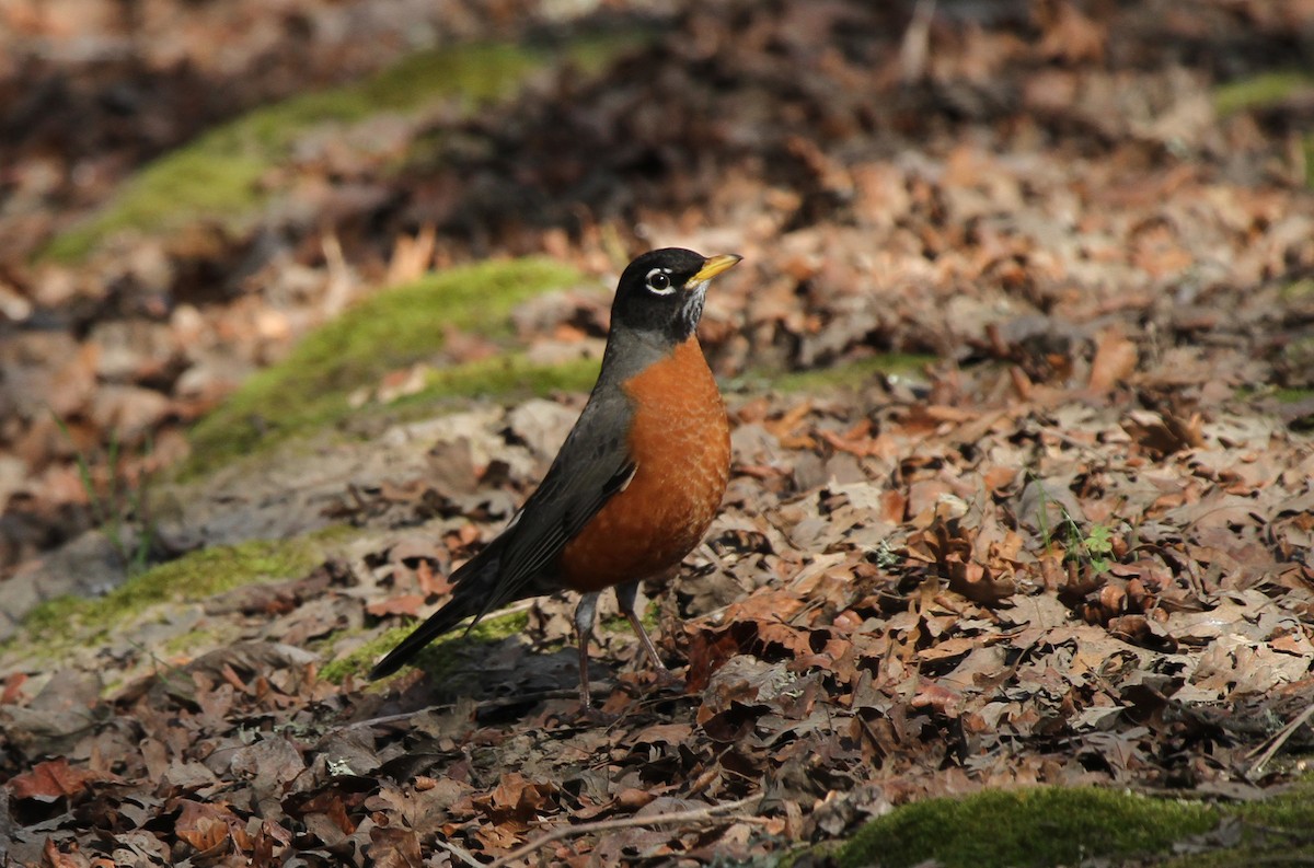 コマツグミ - ML644700634