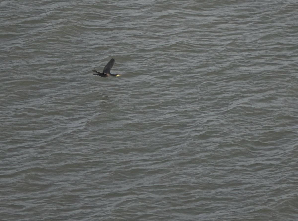 Большой баклан - ML644700636