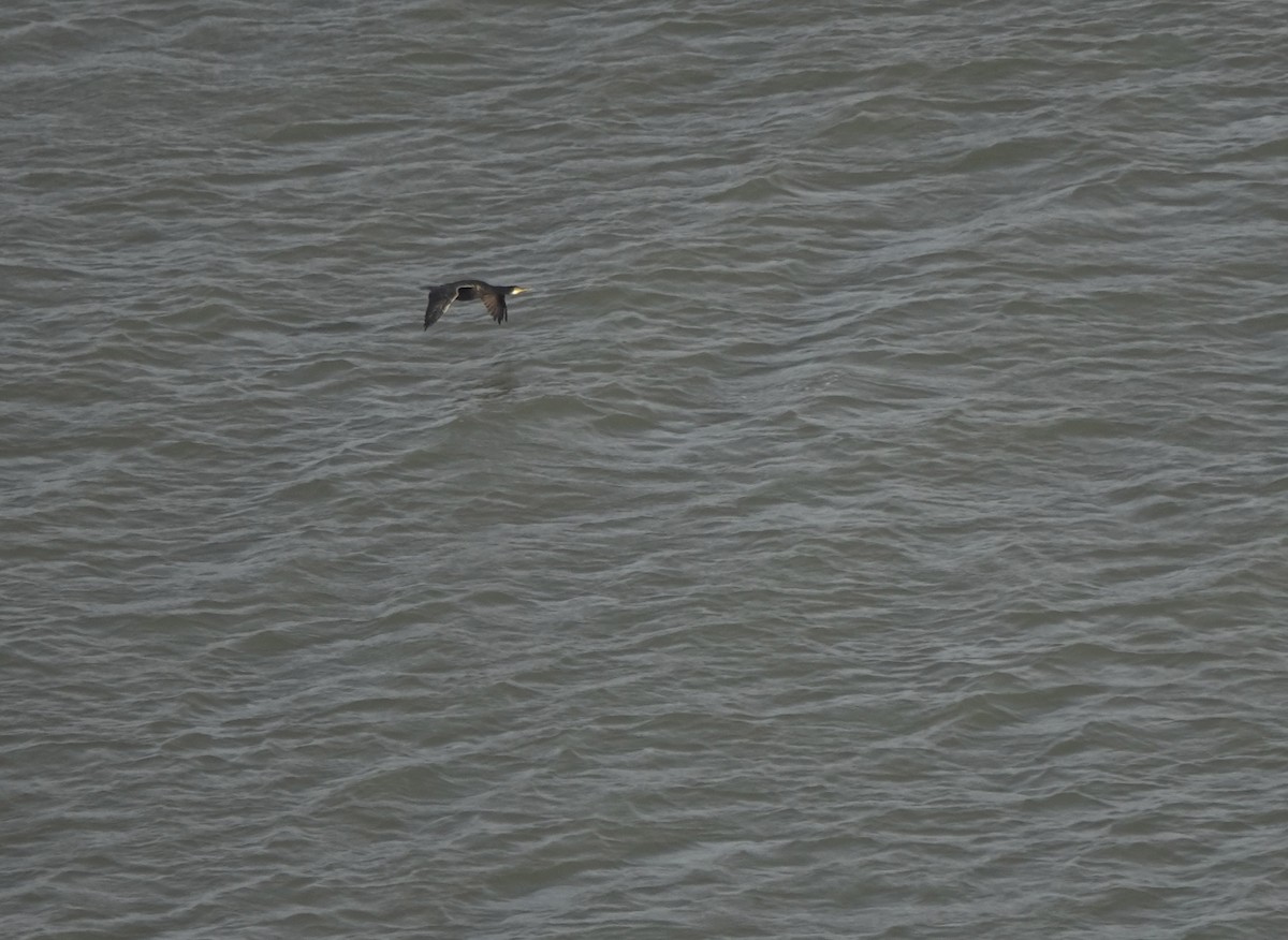 Большой баклан - ML644700638