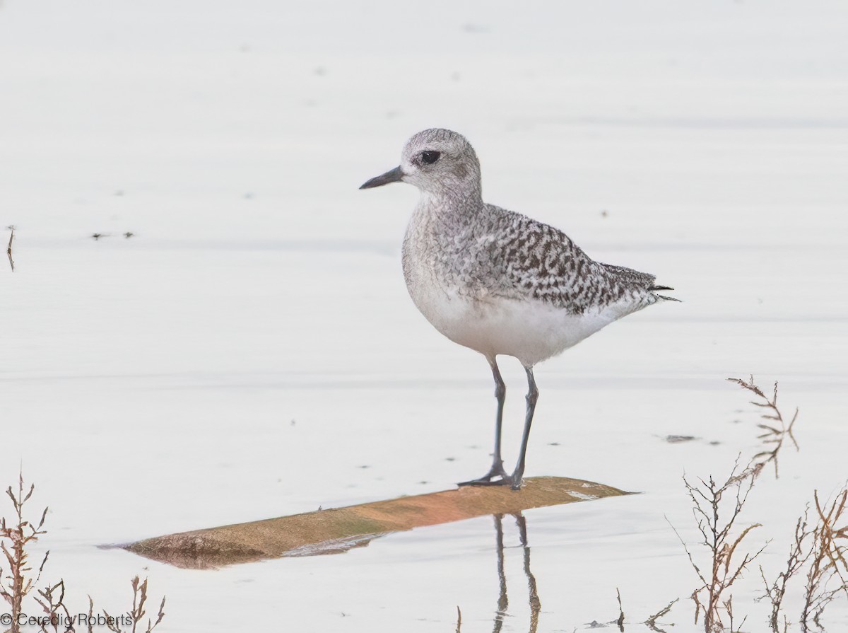 ダイゼン - ML644700639