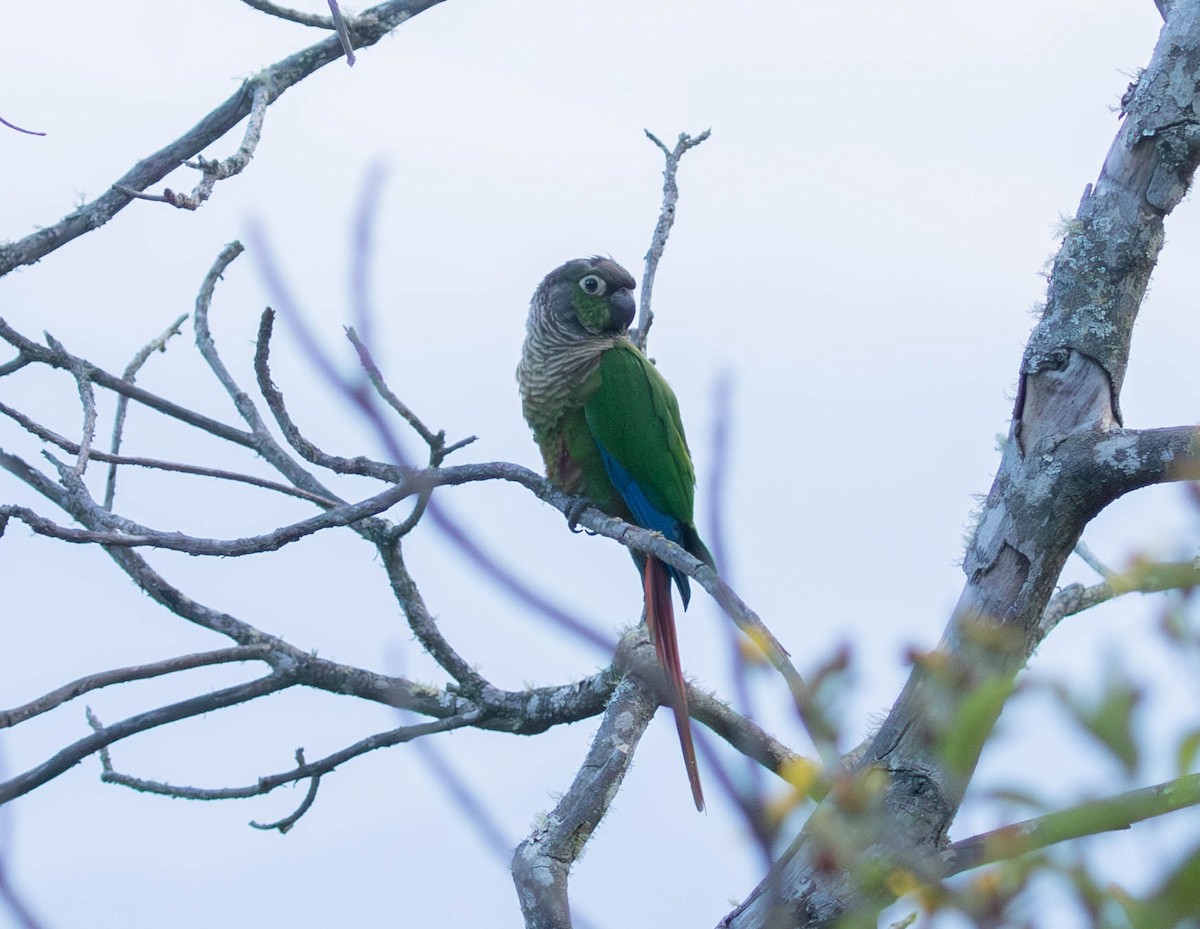 Green-cheeked Parakeet - ML644700640