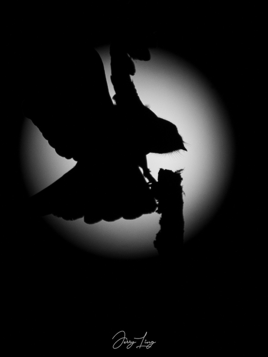 Gray Nightjar - ML644700642