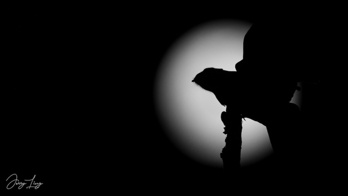 Gray Nightjar - ML644700643