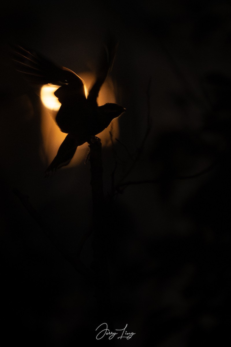 Gray Nightjar - ML644700644