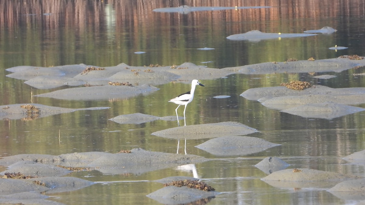 krabbeeter - ML644700646