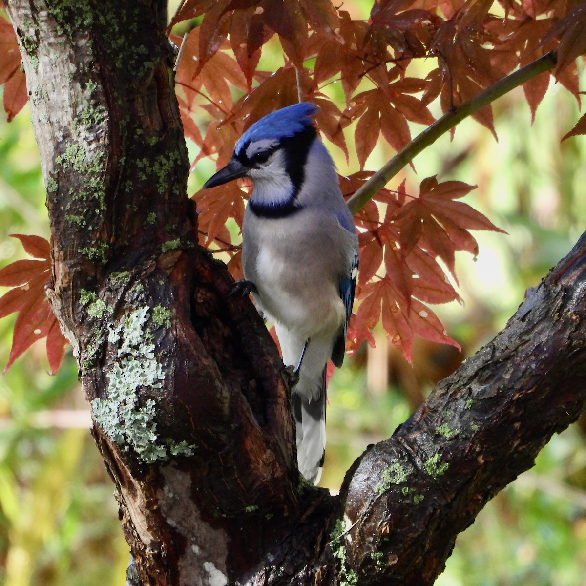 Blue Jay - ML644700647