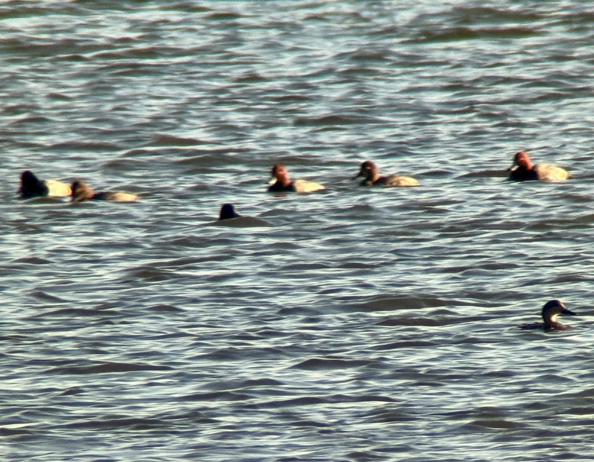 Rotkopfente - ML644700650