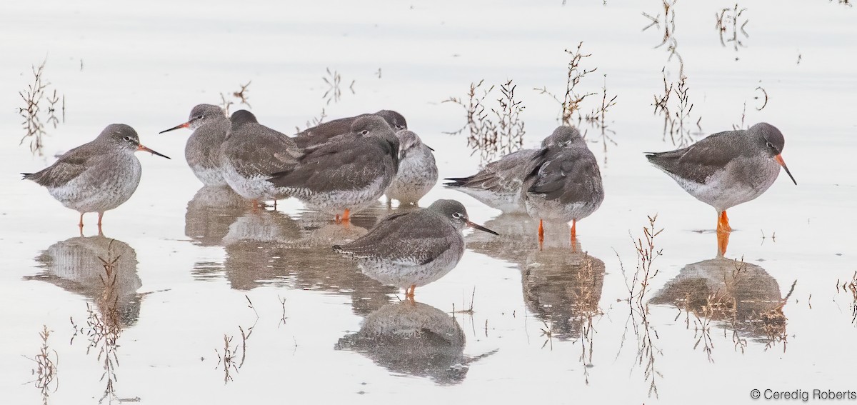 アカアシシギ - ML644700652