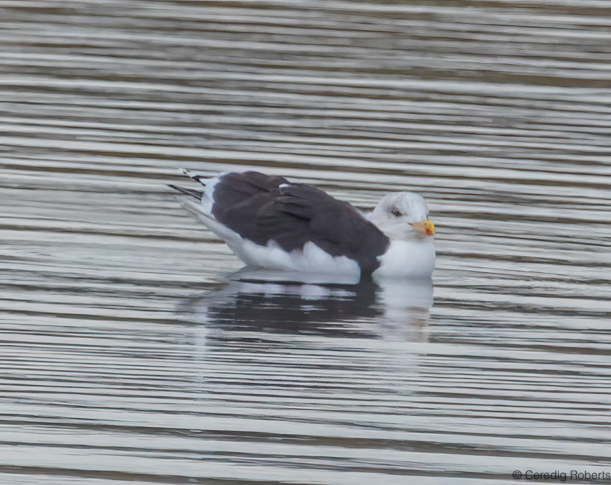 ニシセグロカモメ - ML644700678