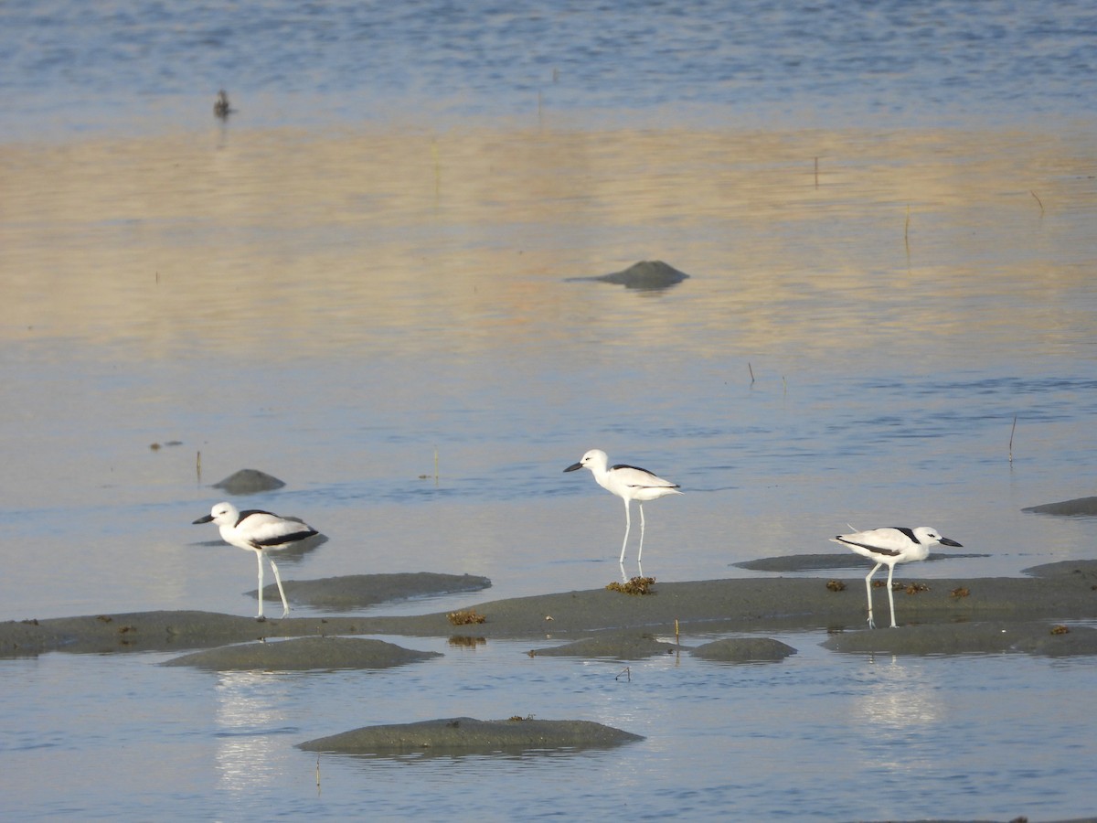 krabbeeter - ML644700681