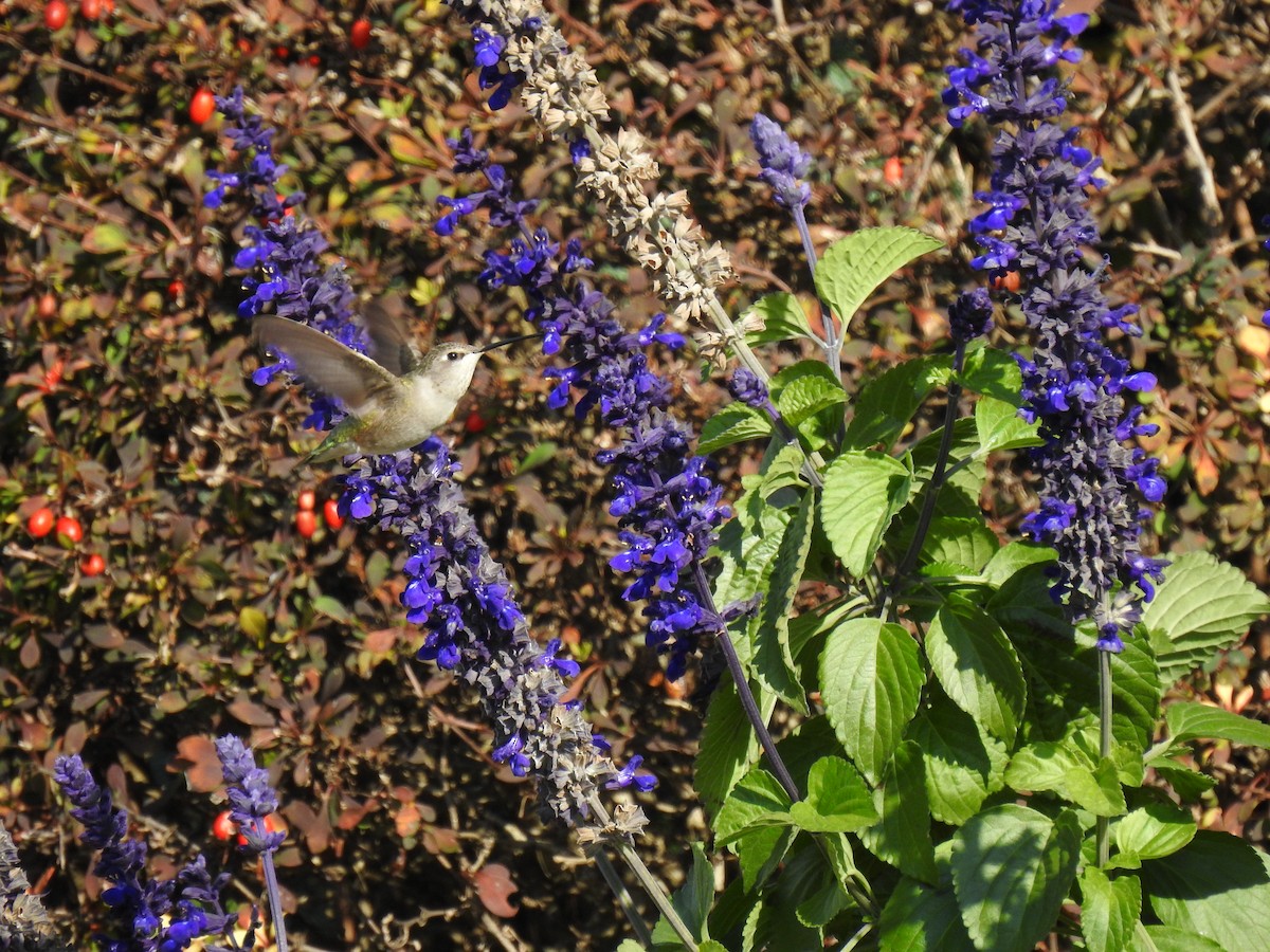 Black-chinned Hummingbird - ML644700685