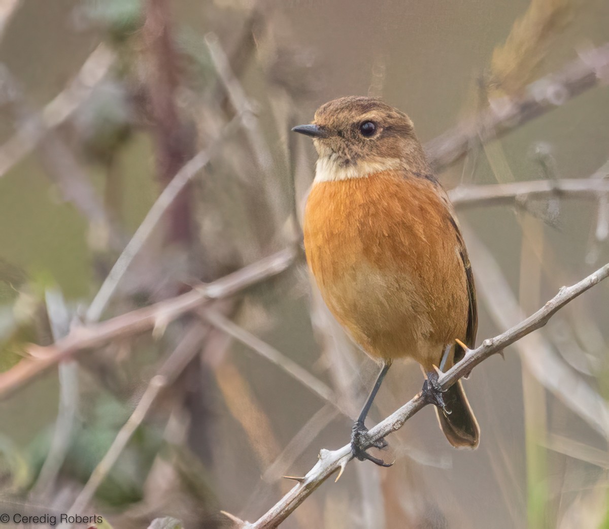 European Stonechat - ML644700690