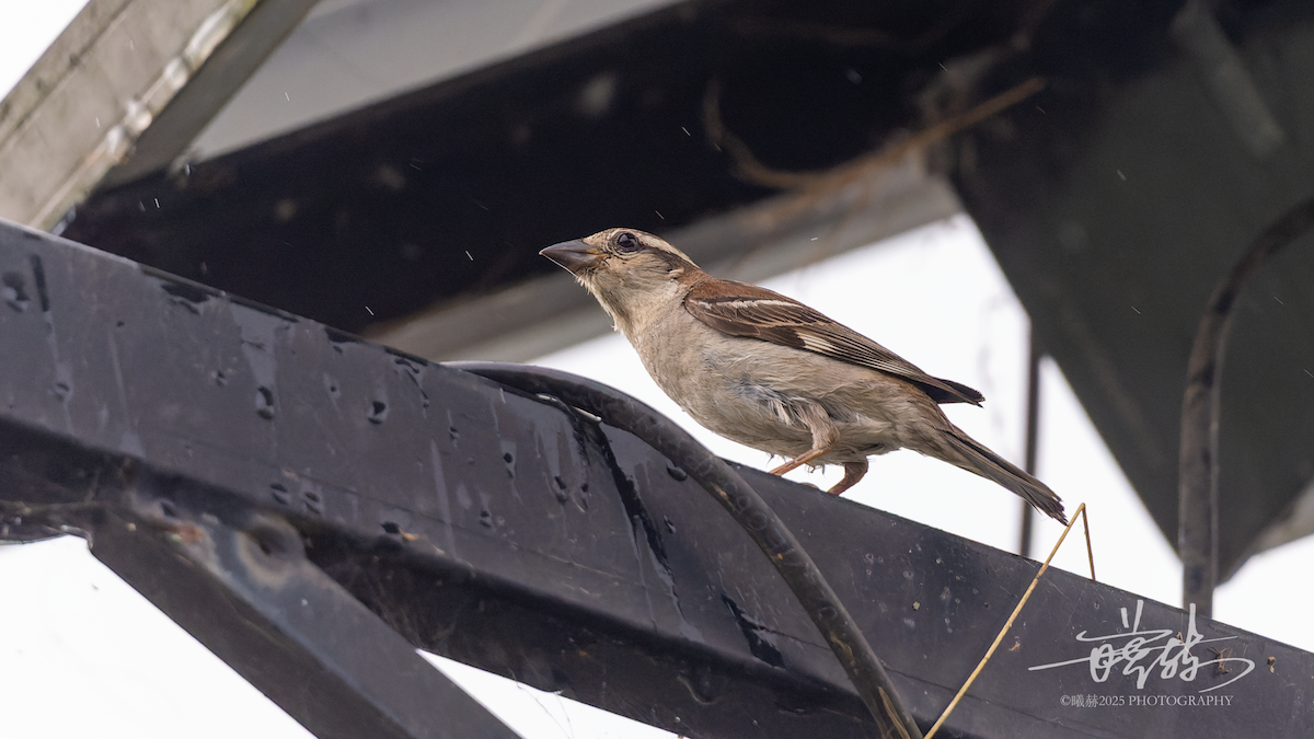 Russet Sparrow - ML644700704