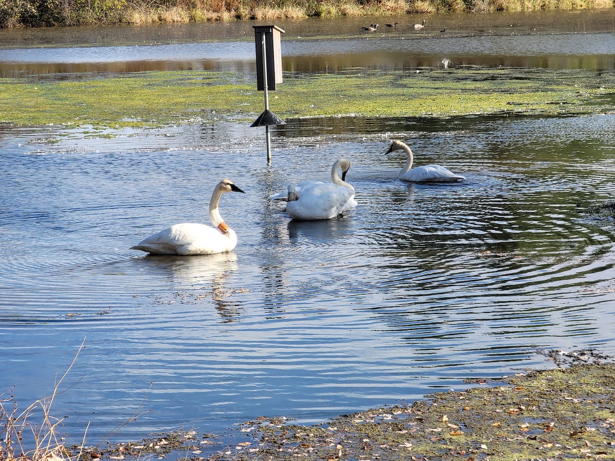 Trumpeter Swan - ML644700706