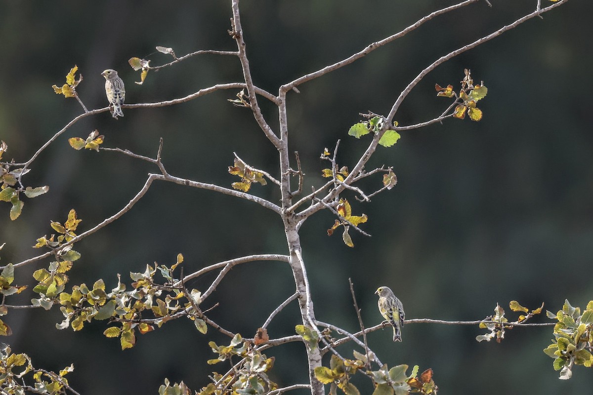 Syrian Serin - ML644700709