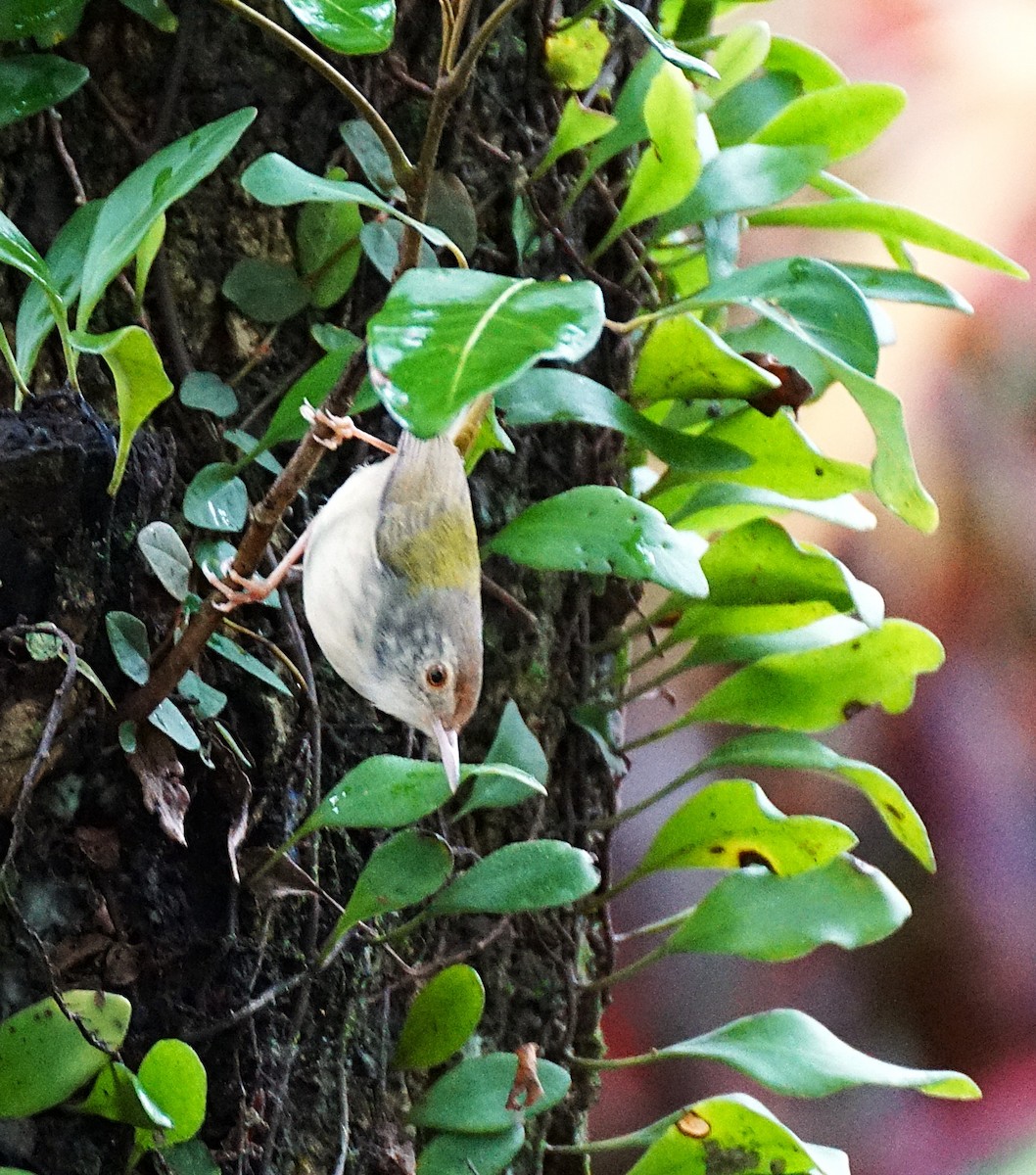 Terzikuşu - ML644700711