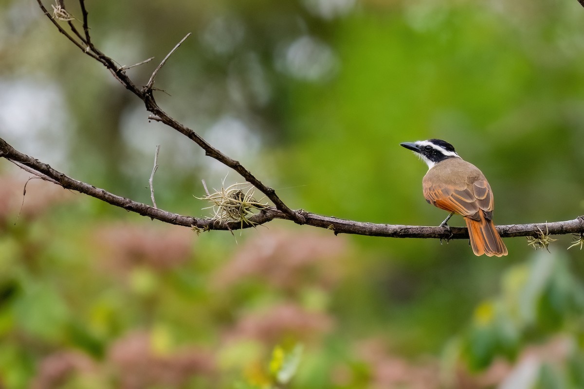 Great Kiskadee - ML644700712