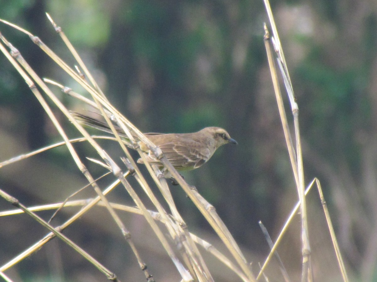 Kampo Taklitçisi - ML644700713