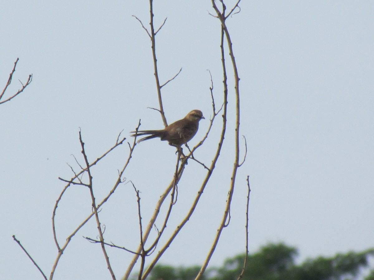 Kampo Taklitçisi - ML644700714