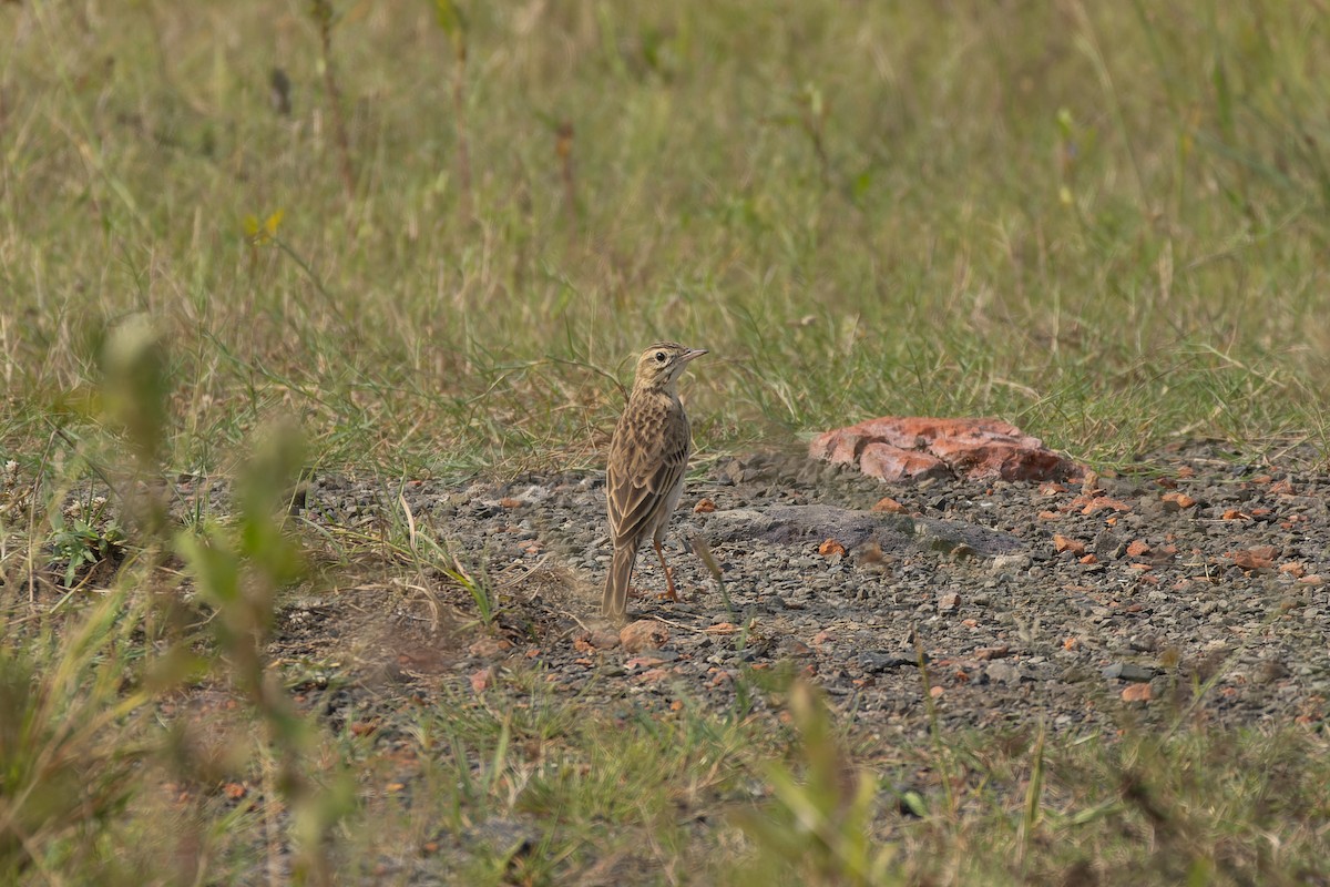 Степной конёк - ML644700715