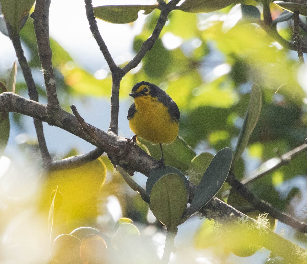 Spectacled Redstart - ML644700722