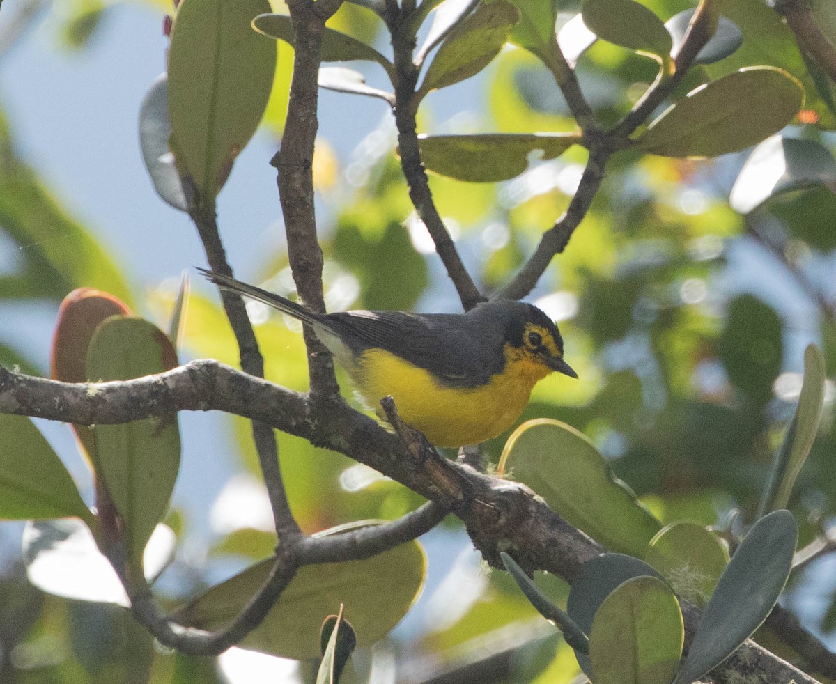 Spectacled Redstart - ML644700723