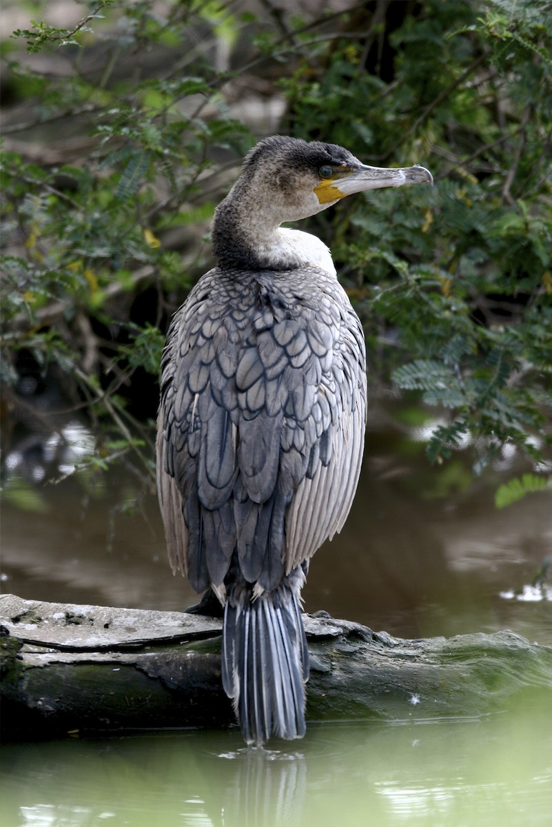 アフリカコビトウ - ML644700725