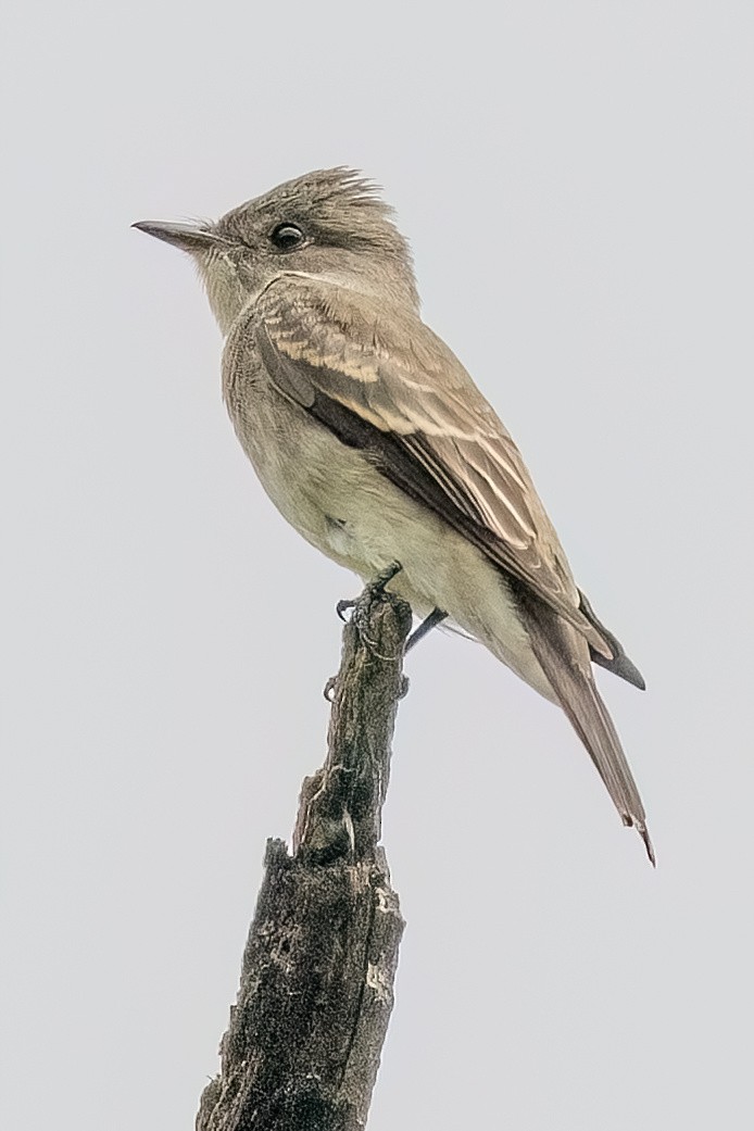 Pioui de l'Ouest - ML644700727