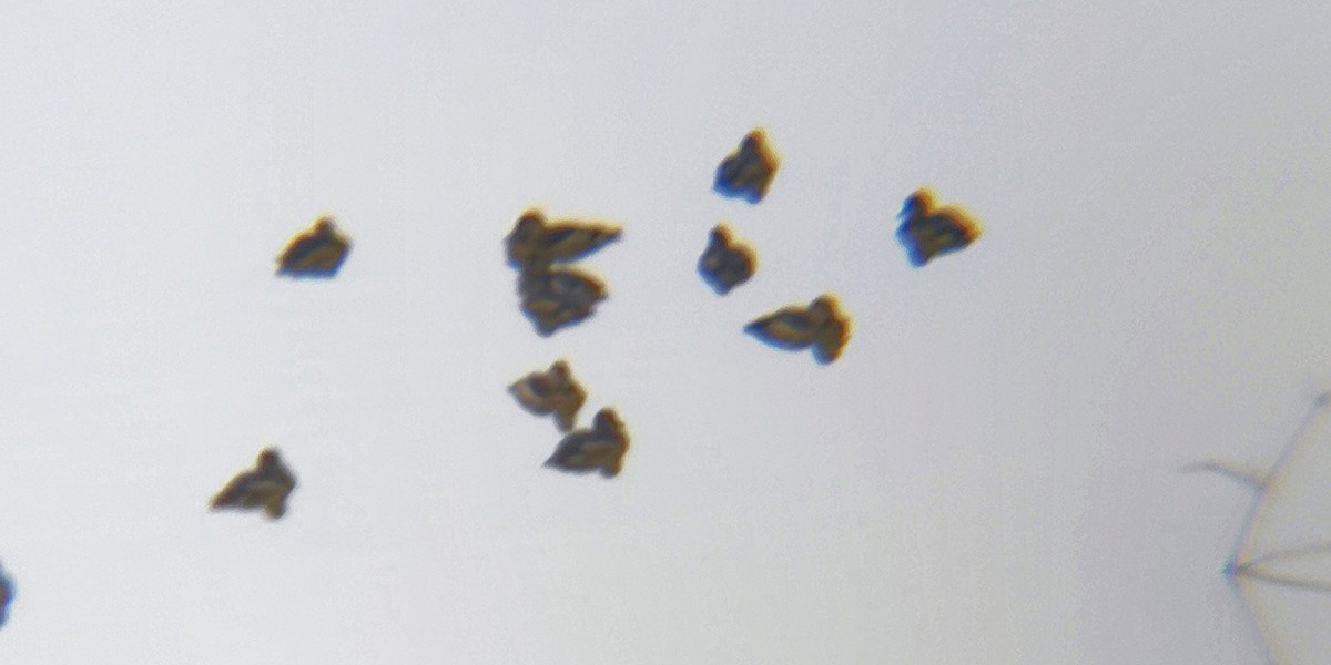 Lesser Whistling-Duck - ML644700728