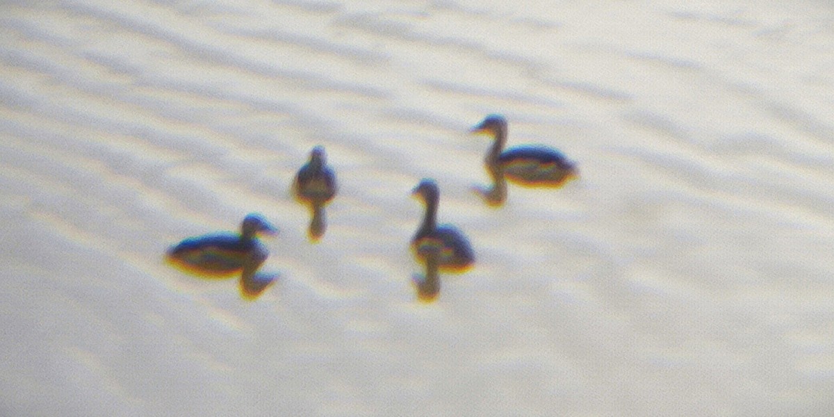 Lesser Whistling-Duck - ML644700729