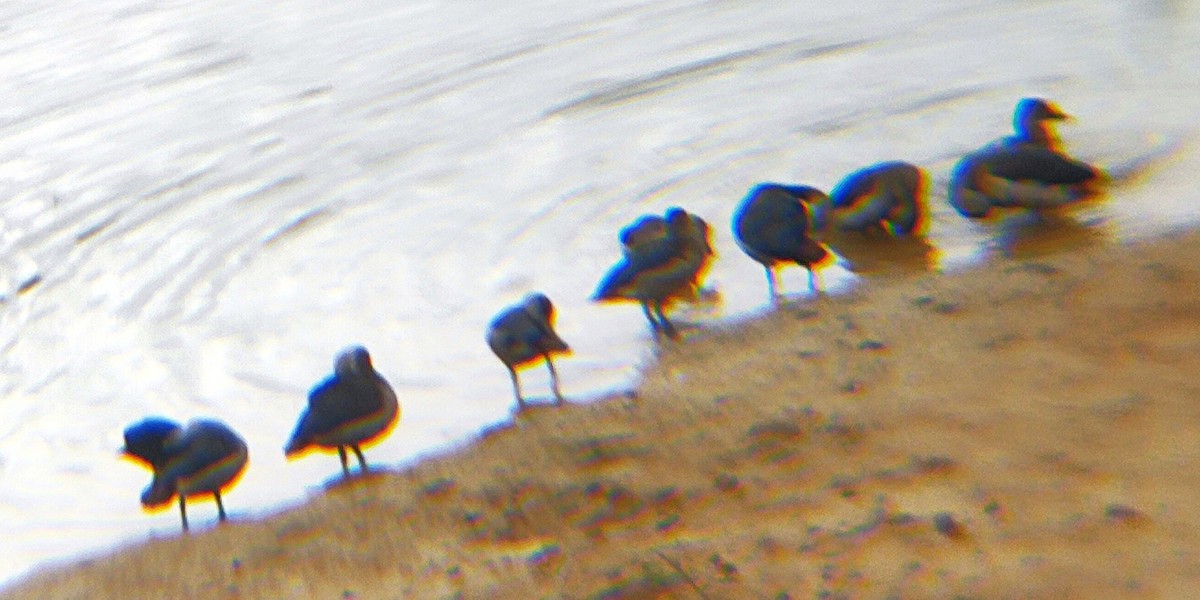 Lesser Whistling-Duck - ML644700730