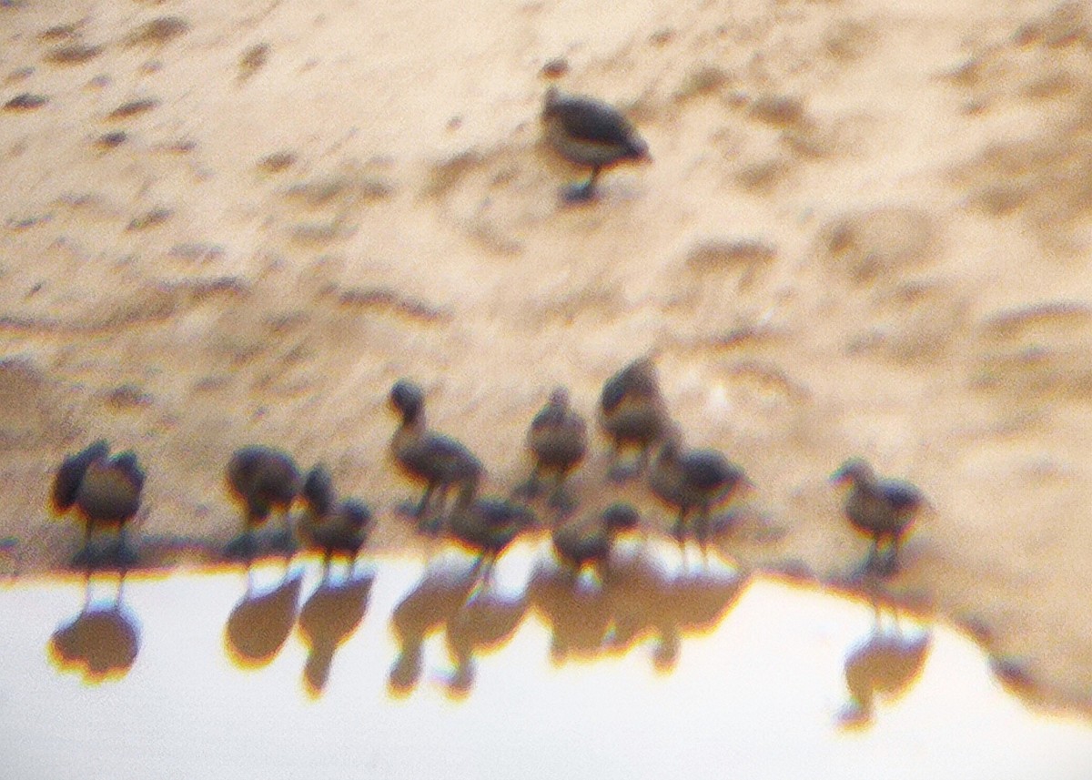 Lesser Whistling-Duck - ML644700732