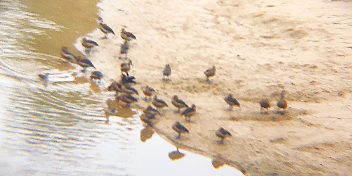 Lesser Whistling-Duck - ML644700733