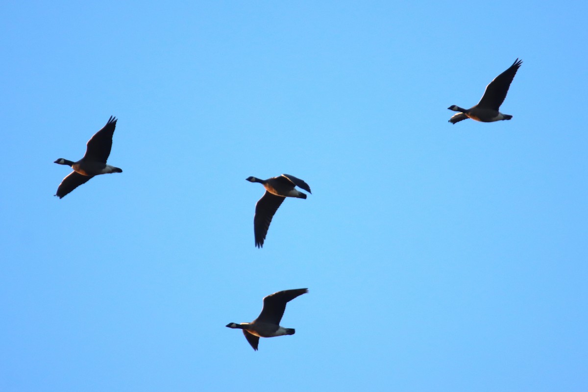 polargås - ML644700740