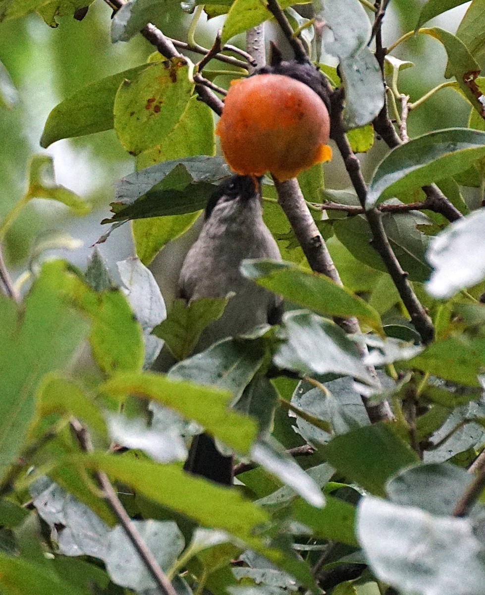 Bulbul Ventridorado - ML644700742