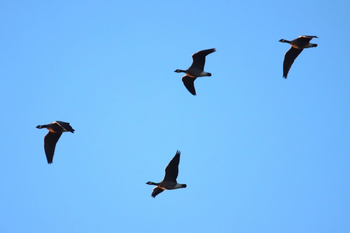 polargås - ML644700744