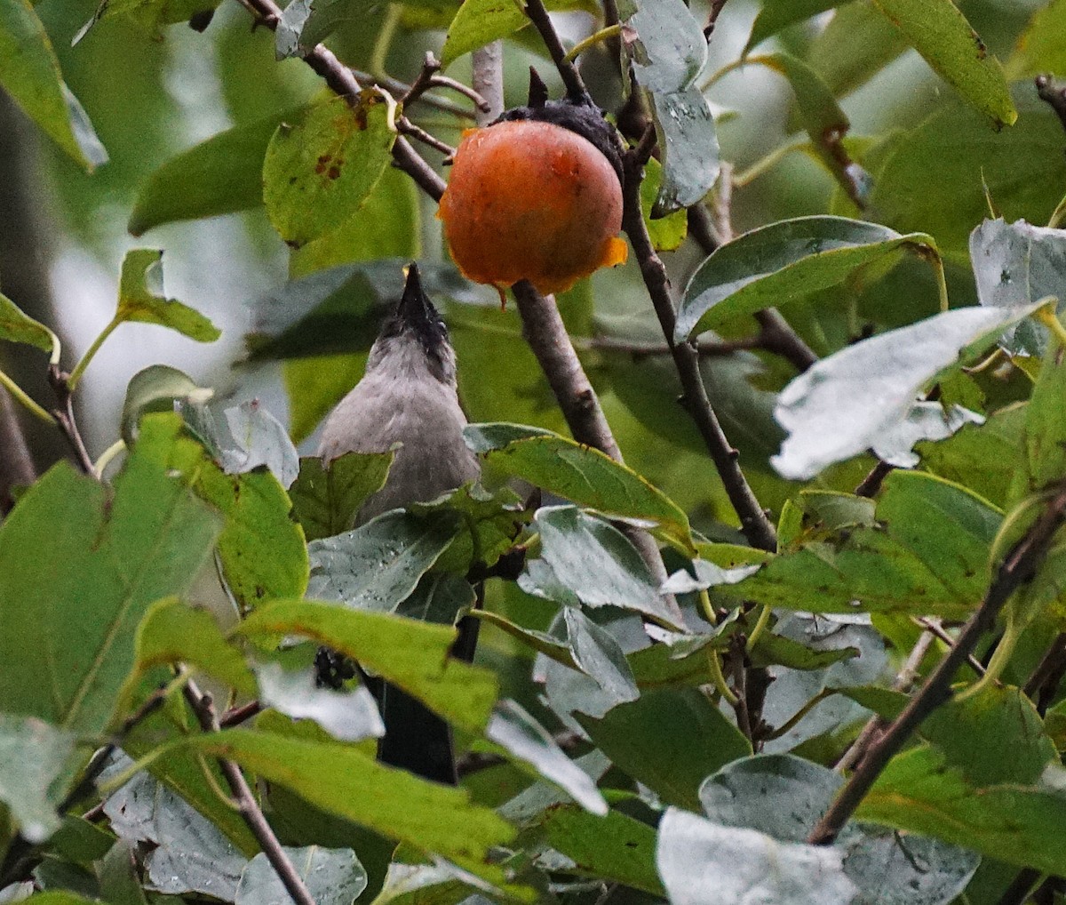 Bulbul Ventridorado - ML644700746