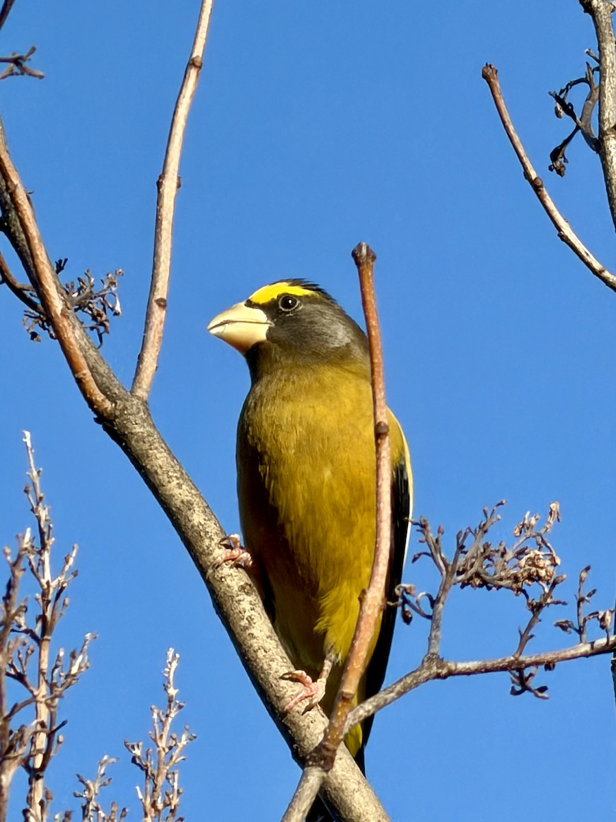 Evening Grosbeak - ML644700747