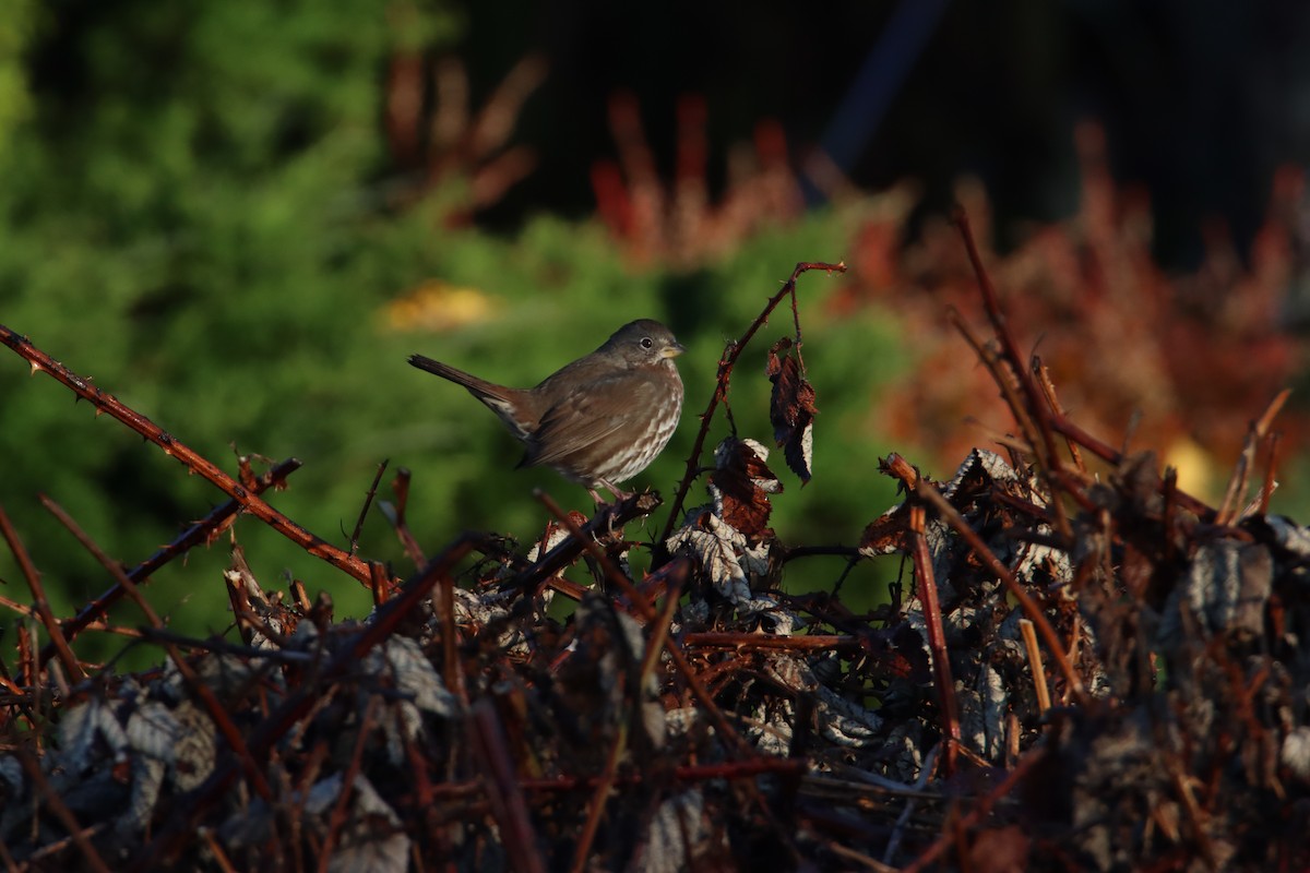 Fox Sparrow - ML644700749