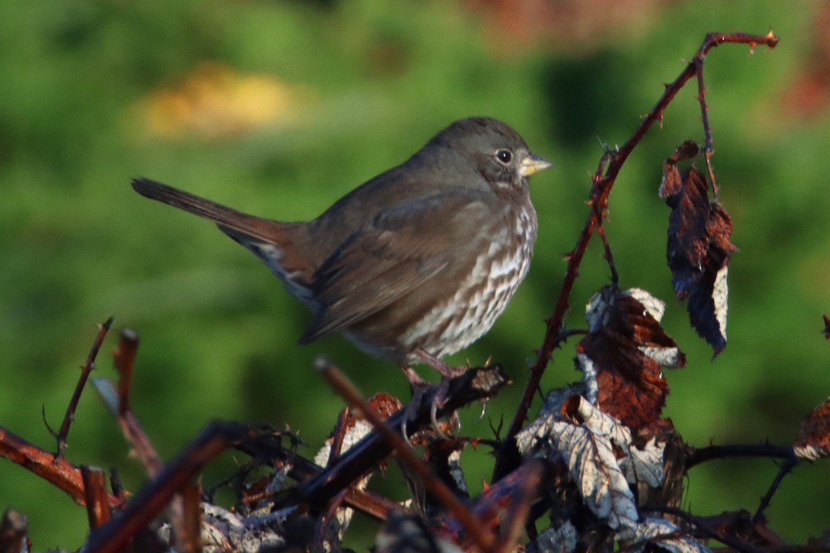 Fox Sparrow - ML644700751