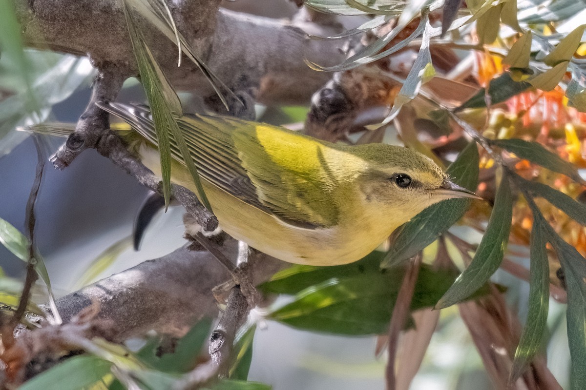 Tennessee Warbler - ML644700755