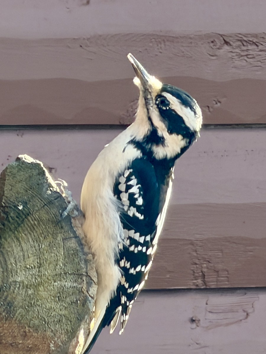 Hairy Woodpecker - ML644700756