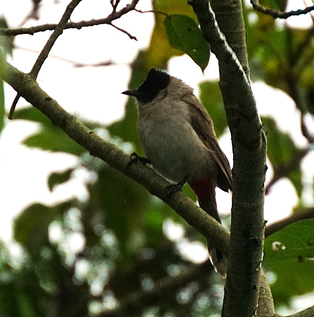 Bulbul Ventridorado - ML644700757