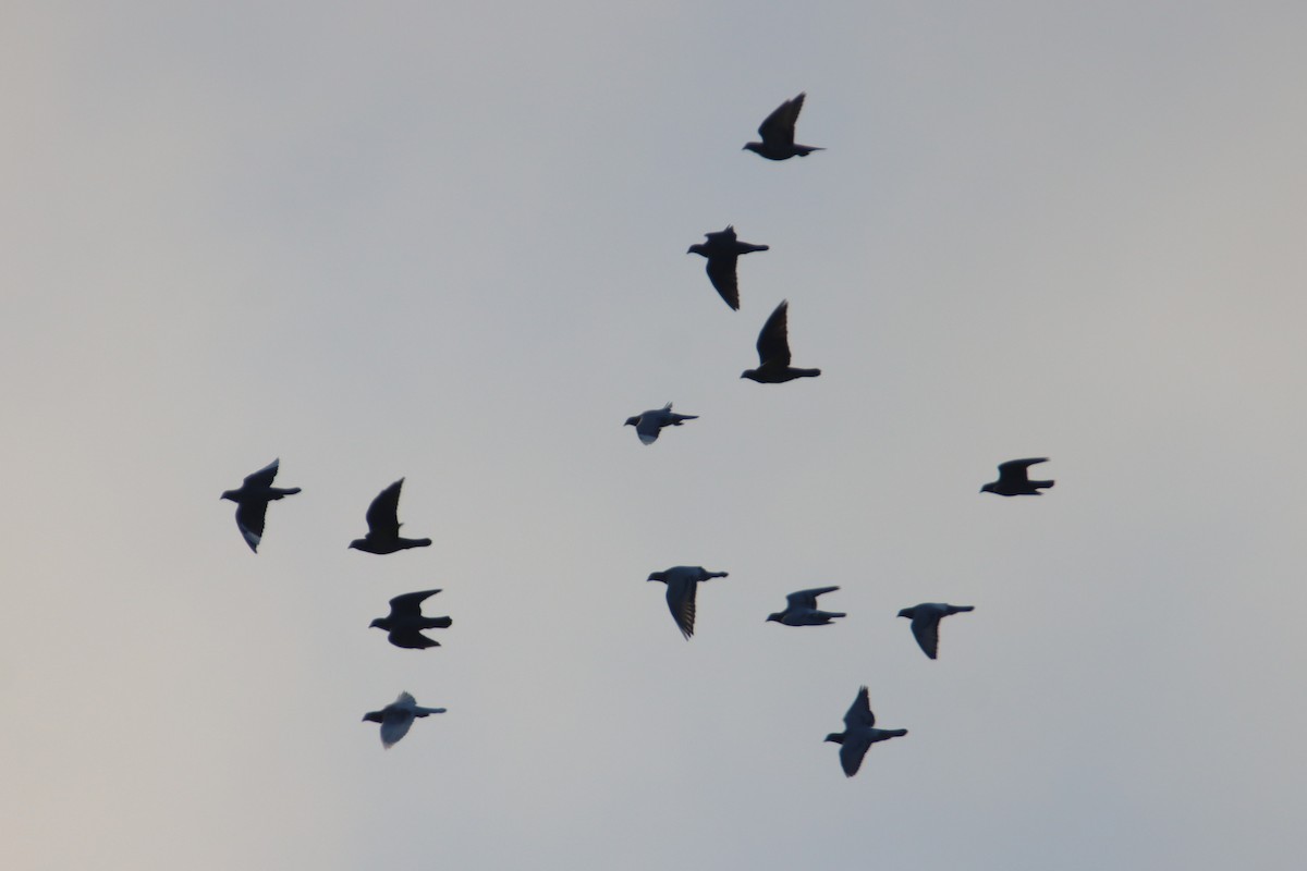 Felsentaube (Straßentaube) - ML644700758