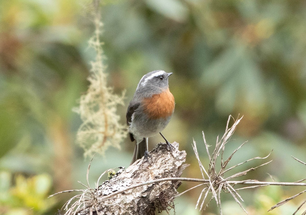 Rufous-breasted Chat-Tyrant - ML644700761
