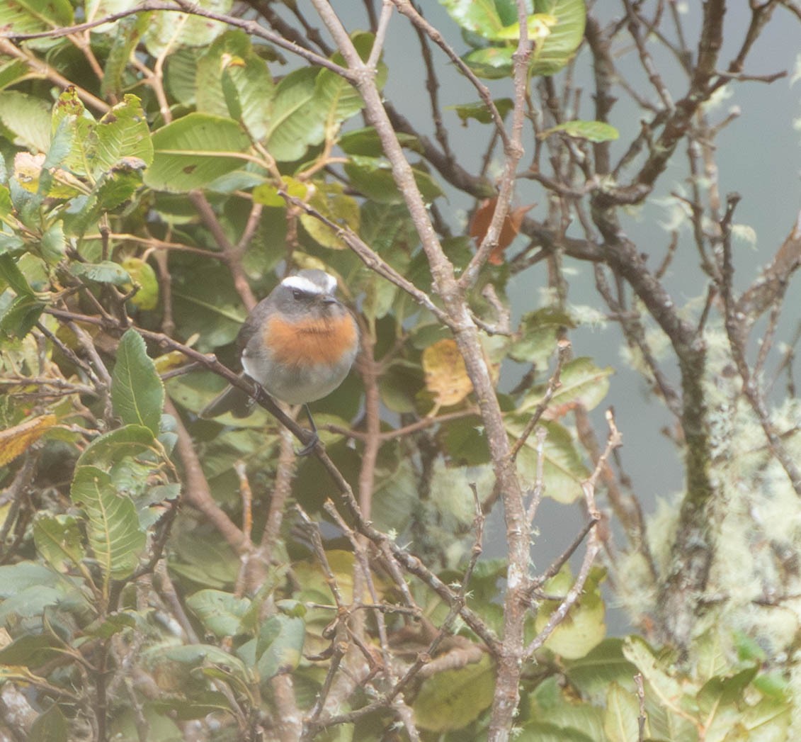 Rufous-breasted Chat-Tyrant - ML644700762