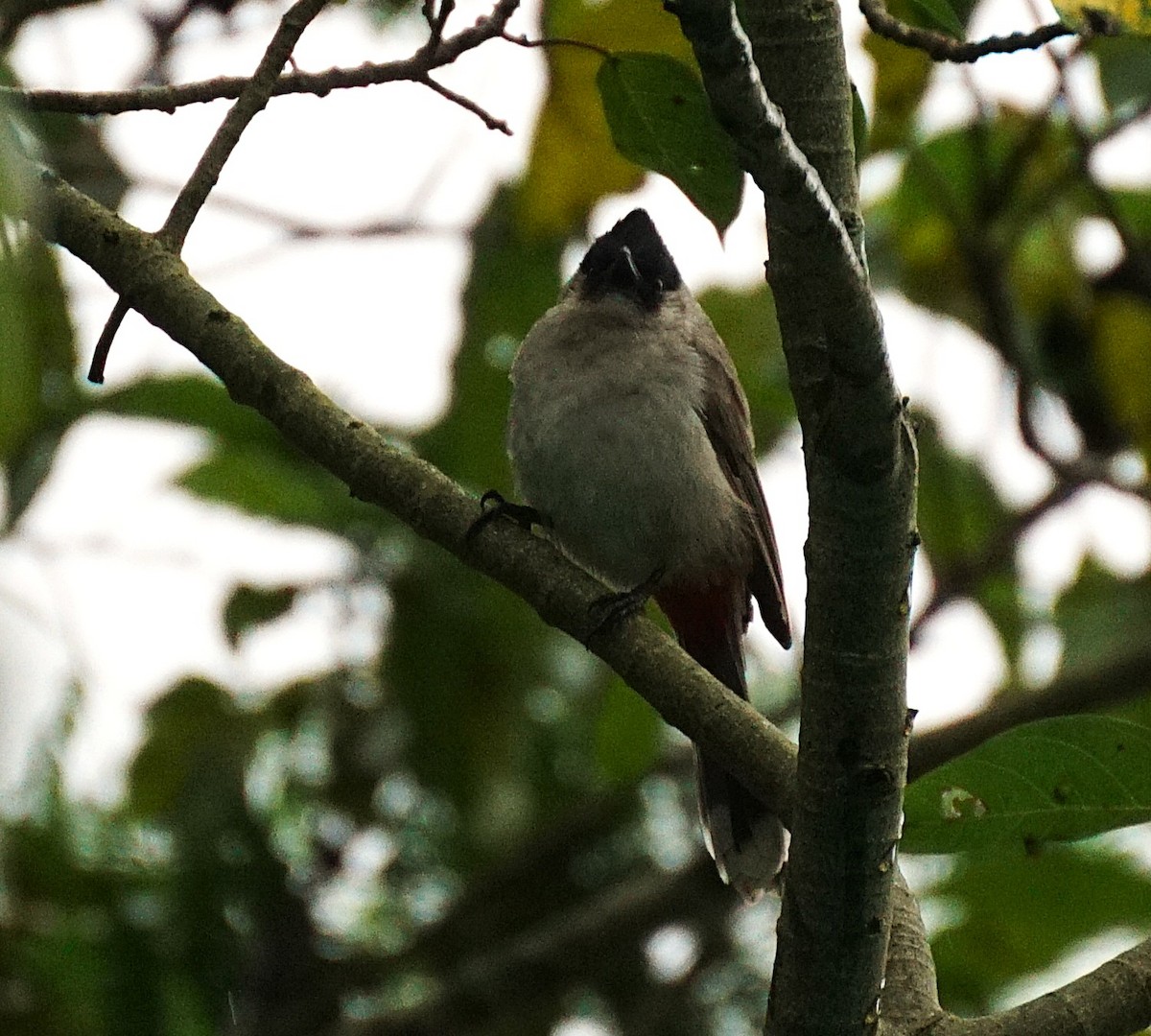 Bulbul Ventridorado - ML644700764