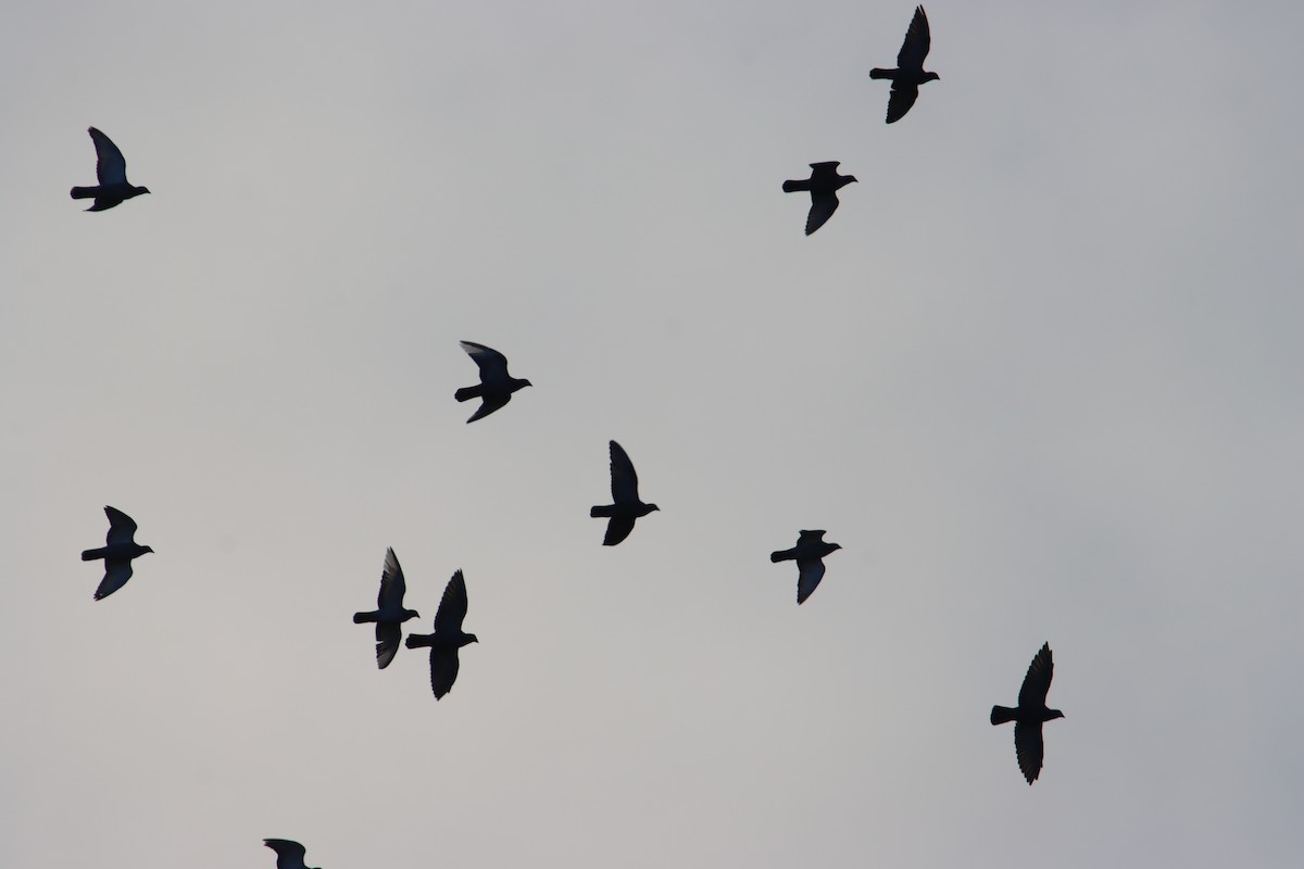 Felsentaube (Straßentaube) - ML644700766